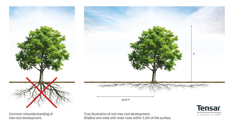 tree-root-graphic-1-(1).jpg